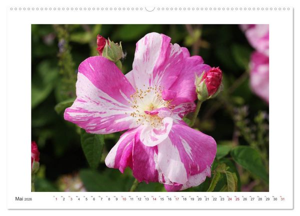 Produktbild: Rosenlust (Wandkalender 2026 DIN A2 quer), CALVENDO Monatskalender