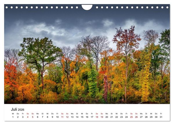 Produktbild: W&auml;lder: die letzte Zuflucht f&uuml;r die Wildnis (Wandkalender 2026 DIN A4 quer), CALVENDO Monatskalender