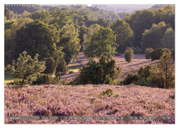 Produktbild: Die L&uuml;neburger Heide - In voller Bl&uuml;te (hochwertiger Premium Wandkalender 2026 DIN A2 quer), Kunstdruck in Hochglanz