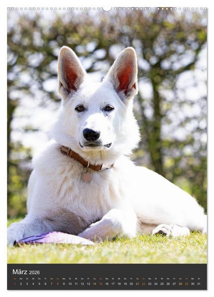 Produktbild: Berger Blanc Suisse - Freunde auf 4 Pfoten (Wandkalender 2026 DIN A2 hoch), CALVENDO Monatskalender