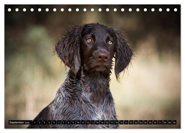 Produktbild: Faszination Jagdhund - Deutsch Langhaar (Tischkalender 2026 DIN A5 quer), CALVENDO Monatskalender