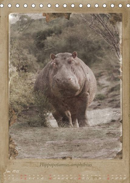 Produktbild: Schmidbauer, H: Haia Safari nostalgische Impressionen (Tisch