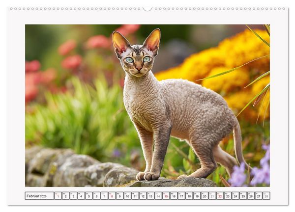 Produktbild: Cornish Rex Katzen. Ein Hauch von Extravaganz mit Locken und Charakter (hochwertiger Premium Wandkalender 2026 DIN A2 quer), Kunstdruck in Hochglanz