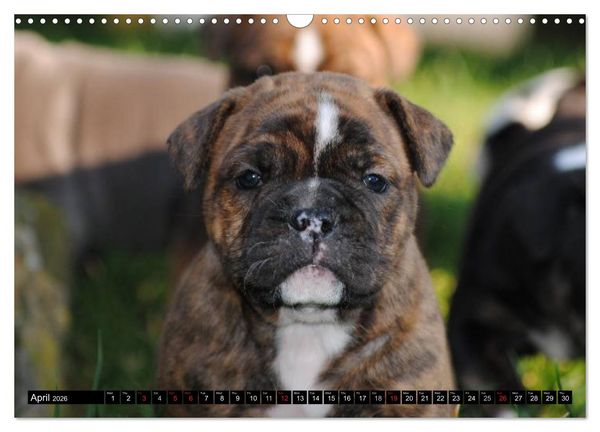 Produktbild: Bulldogs - Old English Bulldog Puppies (Wall Calendar 2026 DIN A3 landscape), CALVENDO 12 Month Wall Calendar