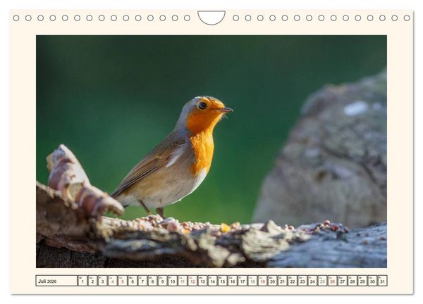 Produktbild: Gefiederte Sch&ouml;nheiten - Das Rotkehlchen (Wandkalender 2026 DIN A4 quer), CALVENDO Monatskalender