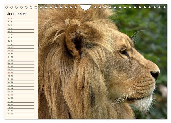 Produktbild: L&ouml;wen (Wandkalender 2026 DIN A4 quer), CALVENDO Monatskalender