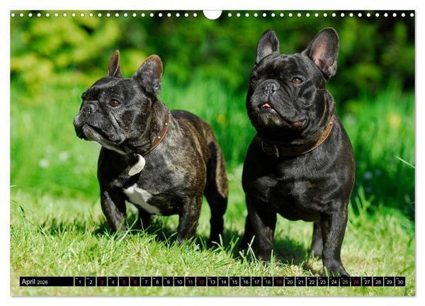 Produktbild: Franz&ouml;sische Bulldogge - Clown auf 4 Pfoten (Wandkalender 2026 DIN A3 quer), CALVENDO Monatskalender