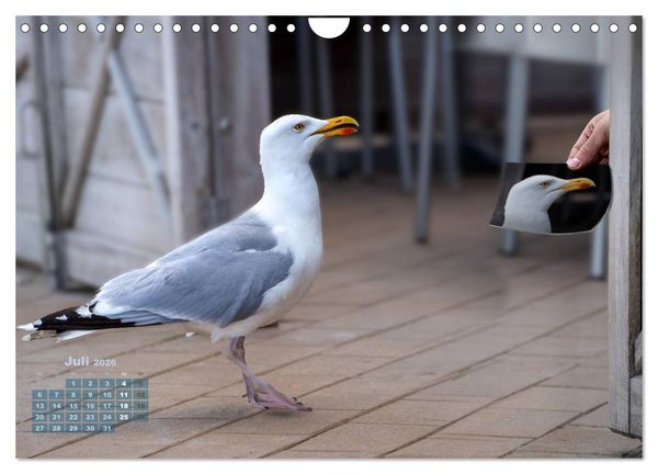Produktbild: M&ouml;wen frech und witzig (Wandkalender 2026 DIN A4 quer), CALVENDO Monatskalender