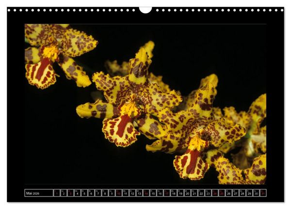 Produktbild: Orchideen 2026 (Wandkalender 2026 DIN A3 quer), CALVENDO Monatskalender