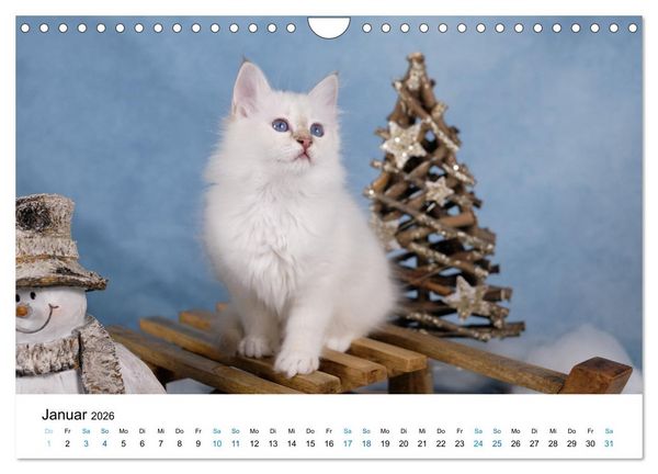 Produktbild: Heilige Birma Kitten - ein Traum auf wei&szlig;en Pf&ouml;tchen (Wandkalender 2026 DIN A4 quer), CALVENDO Monatskalender