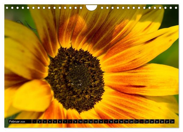 Produktbild: Zeit f&uuml;r Sonnenblumen (Wandkalender 2026 DIN A4 quer), CALVENDO Monatskalender