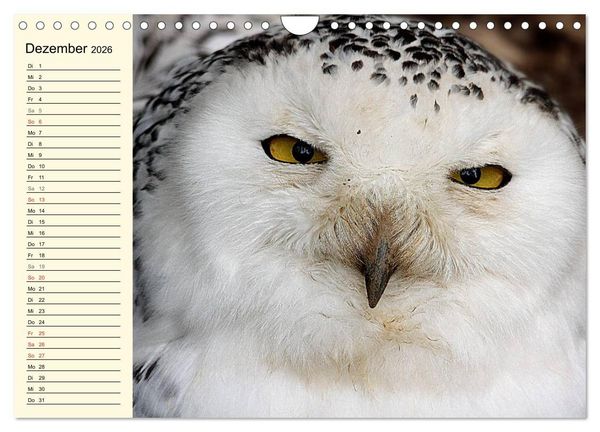 Produktbild: Greifv&ouml;gel (Wandkalender 2026 DIN A4 quer), CALVENDO Monatskalender