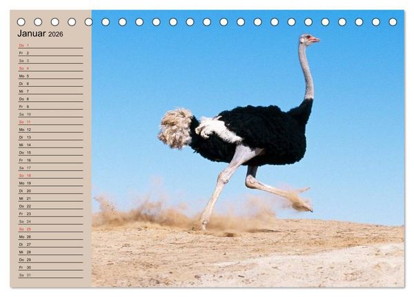 Produktbild: Vogel Strau&szlig;. Imposanter Riese und L&auml;ufer (Tischkalender 2026 DIN A5 quer), CALVENDO Monatskalender