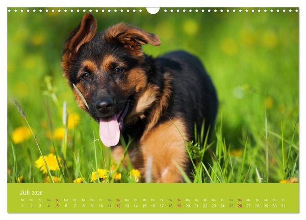 Produktbild: Welpen im Fr&uuml;hling (Wandkalender 2026 DIN A3 quer), CALVENDO Monatskalender