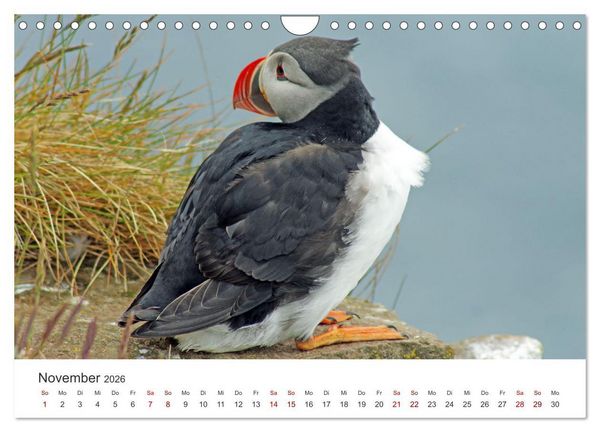 Produktbild: Papageitaucher - Clowns der nordischen Vogelwelt (Wandkalender 2026 DIN A4 quer), CALVENDO Monatskalender