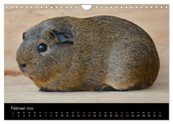Produktbild: Meerschweinchen - Kleine s&uuml;&szlig;e Fellnasen (Wandkalender 2026 DIN A4 quer), CALVENDO Monatskalender