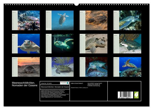 Produktbild: Meeresschildkr&ouml;ten. Nomaden der Ozeane (hochwertiger Premium Wandkalender 2026 DIN A2 quer), Kunstdruck in Hochglanz