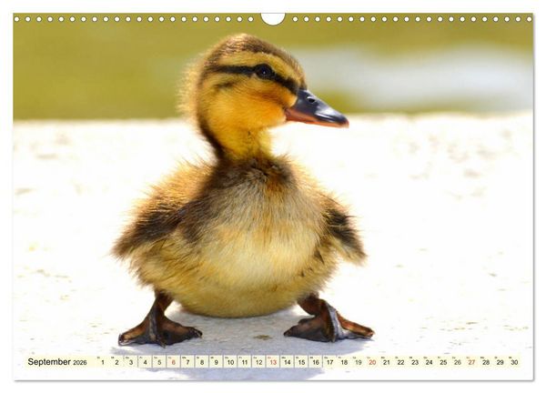Produktbild: Enten. Beliebt, h&uuml;bsch und imposant (Wandkalender 2026 DIN A3 quer), CALVENDO Monatskalender
