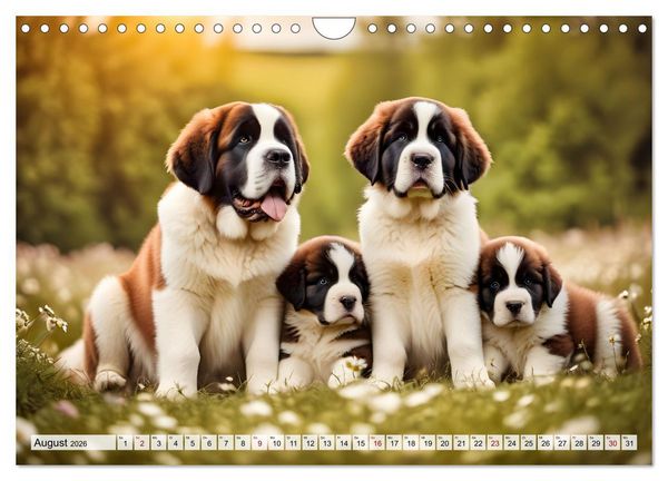 Produktbild: Gigant Bernhardiner (Wandkalender 2026 DIN A4 quer), CALVENDO Monatskalender