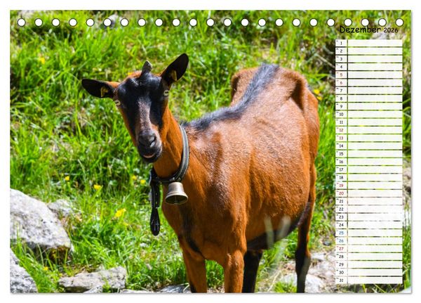 Produktbild: Ziegenfreude (Tischkalender 2026 DIN A5 quer), CALVENDO Monatskalender