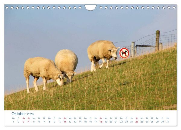 Produktbild: Schafe am Deich 2026. Tierische Impressionen von der Nordseek&uuml;ste (Wandkalender 2026 DIN A4 quer), CALVENDO Monatskalender