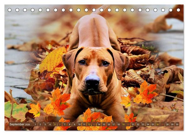 Produktbild: Rhodesian Ridgeback Augen-Blicke (Tischkalender 2026 DIN A5 quer), CALVENDO Monatskalender
