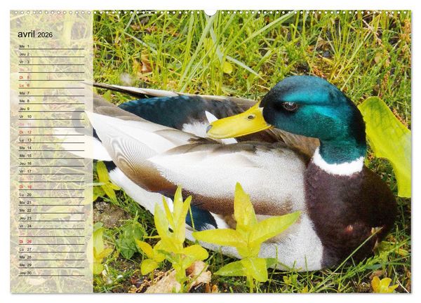 Produktbild: La vie paisible des canards (Calendrier mural 2026 DIN A2 vertical), CALVENDO calendrier mensuel