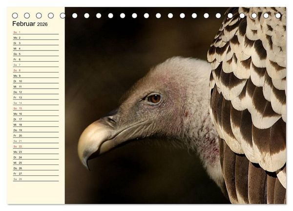 Produktbild: Greifv&ouml;gel (Tischkalender 2026 DIN A5 quer), CALVENDO Monatskalender