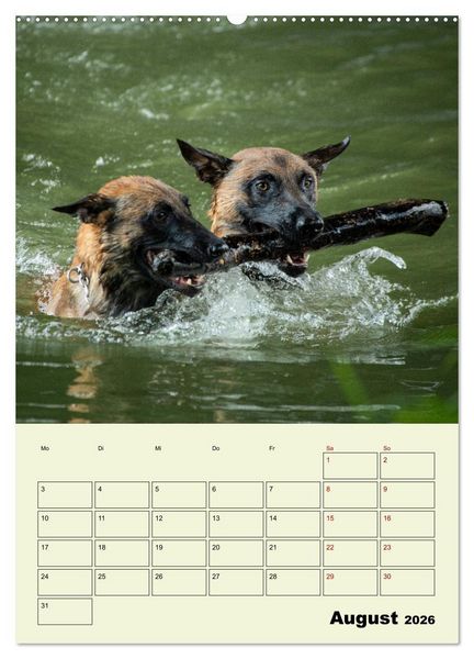 Produktbild: Malinois verl&auml;ssliche Begleiter (hochwertiger Premium Wandkalender 2026 DIN A2 hoch), Kunstdruck in Hochglanz