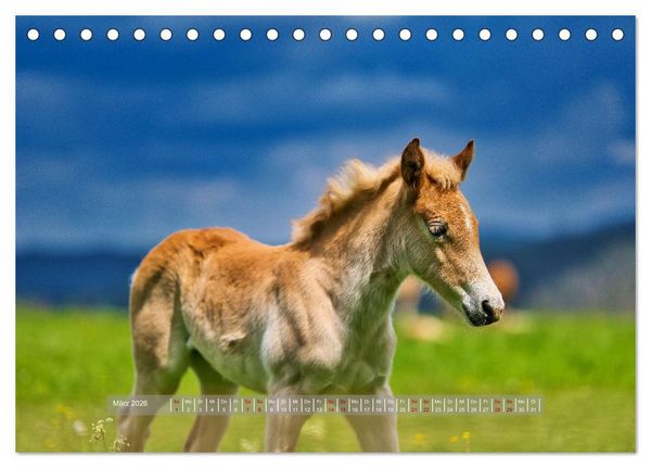 Produktbild: Haflinger Pferde in Th&uuml;ringen (Tischkalender 2026 DIN A5 quer), CALVENDO Monatskalender