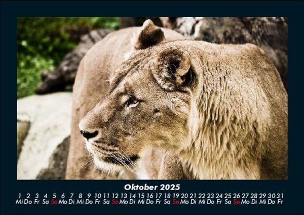 Produktbild: L&ouml;wen in der Wildnis 2025 Fotokalender DIN A5