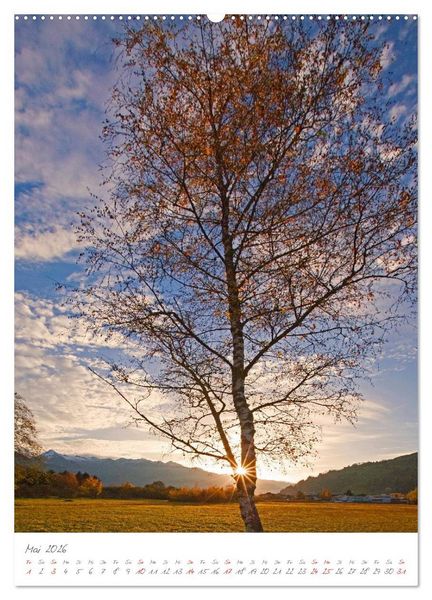 Produktbild: Meine sch&ouml;nsten B&auml;ume (hochwertiger Premium Wandkalender 2026 DIN A2 hoch), Kunstdruck in Hochglanz