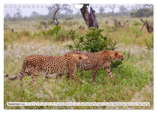 Produktbild: Afrikas wilde Katzen (Wandkalender 2026 DIN A4 quer), CALVENDO Monatskalender