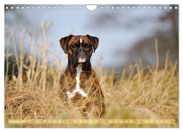 Produktbild: Gut - besser - Boxer (Wandkalender 2026 DIN A4 quer), CALVENDO Monatskalender