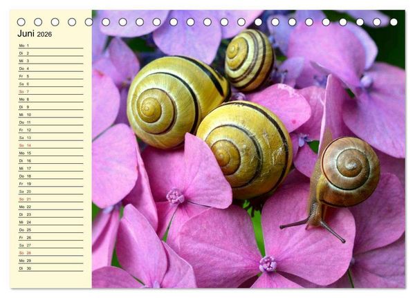Produktbild: Schnecken. Witzige Schleimer (Tischkalender 2026 DIN A5 quer), CALVENDO Monatskalender