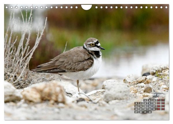 Produktbild: Limikolen - Watv&ouml;gel Europas (Wandkalender 2027 DIN A4 quer), CALVENDO Monatskalender