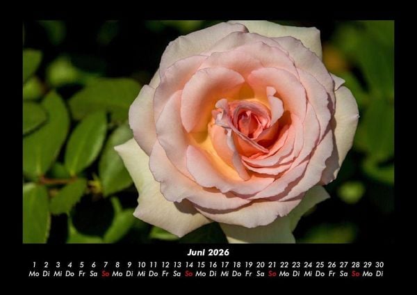 Produktbild: Blumenkalender 2026 Fotokalender DIN A3