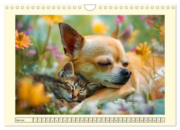 Produktbild: Reizende Chihuahuas. Winzige Hunde mit riesigem Ego und Grips (Wandkalender 2026 DIN A4 quer), CALVENDO Monatskalender
