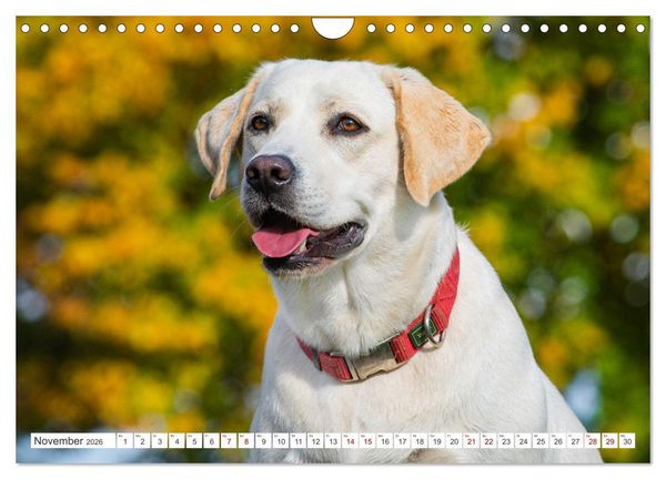 Produktbild: Unsere Freunde auf vier Pfoten - Hunde (Wandkalender 2026 DIN A4 quer), CALVENDO Monatskalender