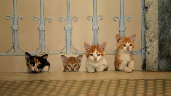 Produktbild: Kedi - Von Katzen und Menschen