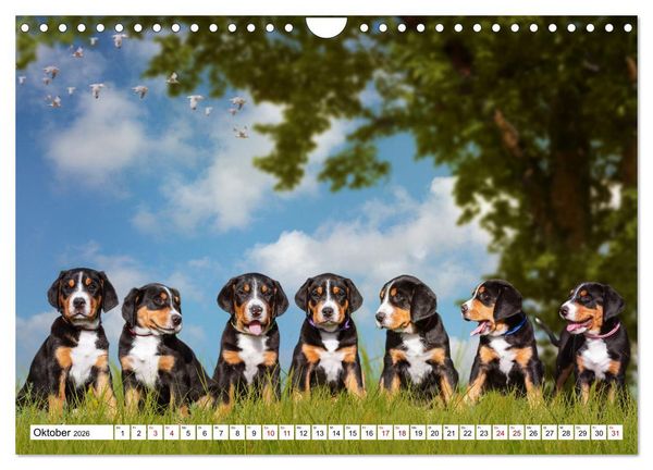 Produktbild: Ohne Hund ist alles nichts - Mit unseren besten Freunden durch das Jahr (Wandkalender 2026 DIN A4 quer), CALVENDO Monatskalender