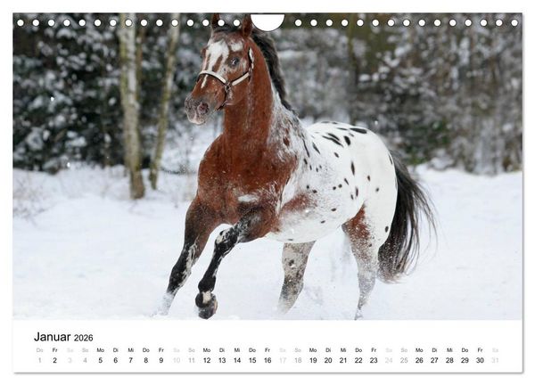 Produktbild: Pferde - Magdalena Strakova (Wandkalender 2026 DIN A4 quer), CALVENDO Monatskalender
