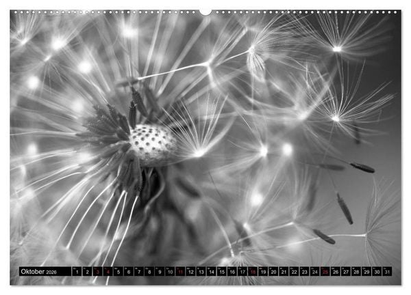Produktbild: Pusteblume - Impressionen in schwarzwei&szlig; (Wandkalender 2026 DIN A2 quer), CALVENDO Monatskalender