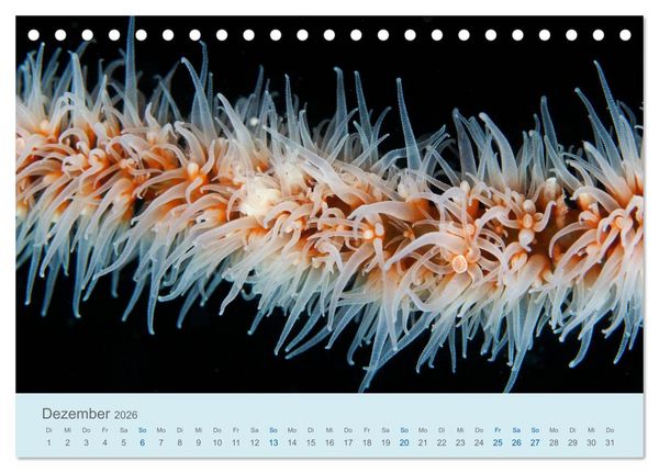 Produktbild: Abenteuer Unterwasser (Tischkalender 2026 DIN A5 quer), CALVENDO Monatskalender