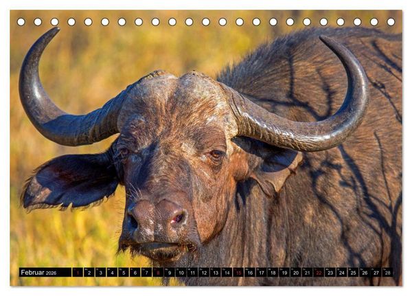 Produktbild: Safari durch das S&uuml;dliche Afrika (Tischkalender 2026 DIN A5 quer), CALVENDO Monatskalender
