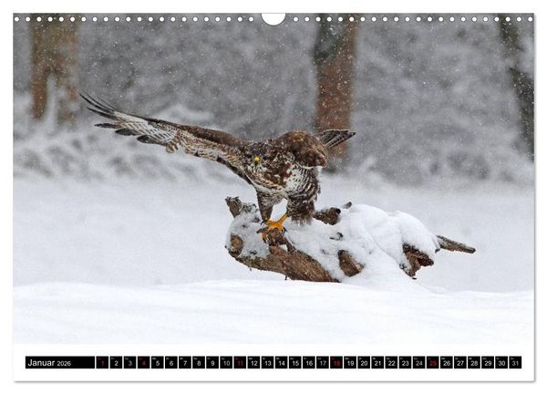 Produktbild: GREIFV&Ouml;GEL wild & frei (Wandkalender 2026 DIN A3 quer), CALVENDO Monatskalender