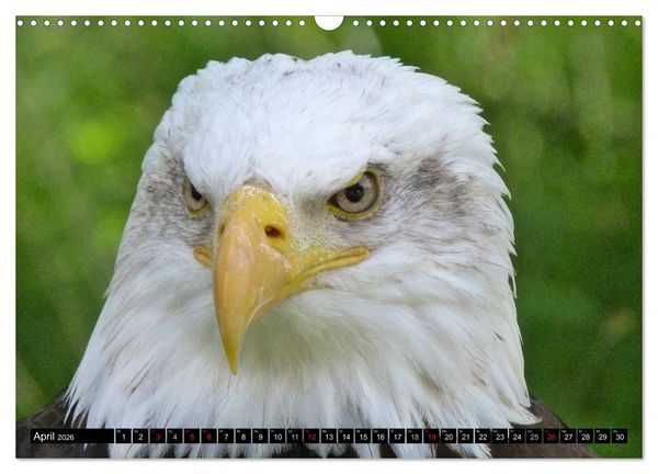 Produktbild: Greifv&ouml;gel (Wandkalender 2026 DIN A3 quer), CALVENDO Monatskalender