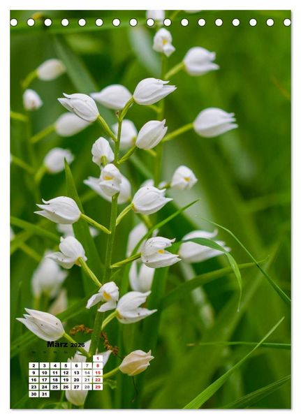 Produktbild: Zauber der Natur - Heimische Orchideen und Wiesenblumen (Tischkalender 2026 DIN A5 hoch), CALVENDO Monatskalender