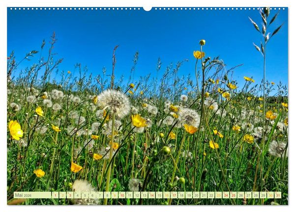 Produktbild: Blumenwiesen &ndash; ein bl&uuml;tenzauberhaftes Jahr (Wandkalender 2026 DIN A2 quer), CALVENDO Monatskalender