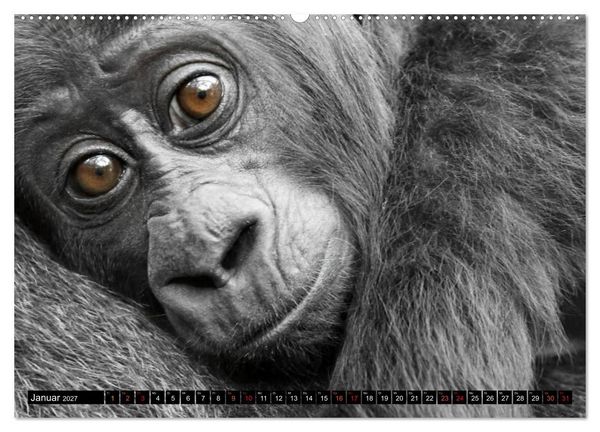 Produktbild: MENSCHEN-AFFEN-KINDER (hochwertiger Premium Wandkalender 2027 DIN A2 quer), Kunstdruck in Hochglanz